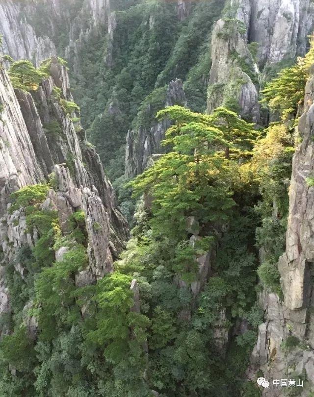 救援蓝鸦
